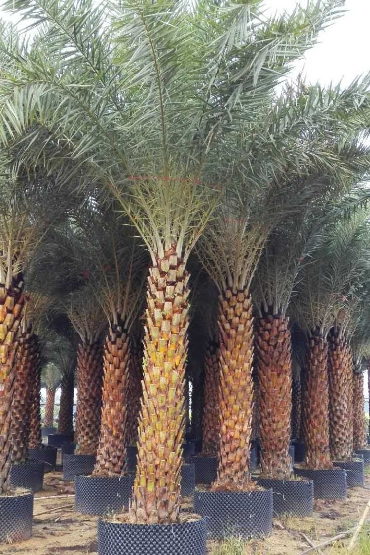 漳州中东海枣种植基地,品种纯正,质优价低